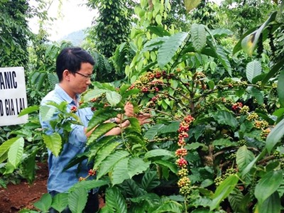 Vườn cà phê xen canh tiêu theo phương pháp hữu cơ cho thu nhập khoảng 1 tỷ đồng mỗi năm. Ảnh:NVCC