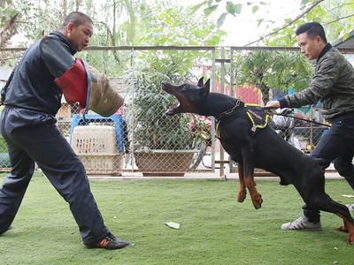  Trại chó doberman tiền tỷ của chàng trai 8x