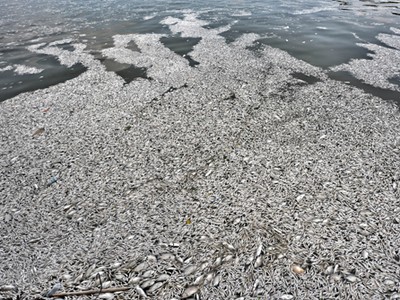 Trên 200 tấn cá chết tại hồ Tây đã được cơ quan chức năng mang đi tiêu hủy. Ảnh: Giang Huy.