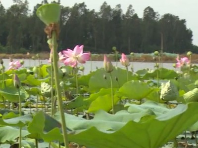 Thu hoạch sen ở vùng Bảy Núi - An Giang
