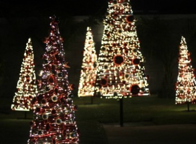 Thông 'lạ' hút khách mùa Noel