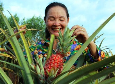 Trồng khóm son bán Tết kiếm trăm triệu đồng ở miền Tây