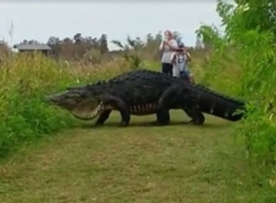 Video cá sấu khổng lồ "đi dạo" gây sốt mạng xã hội Mỹ