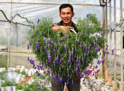 Độc đáo bonsai lavender chơi Tết
