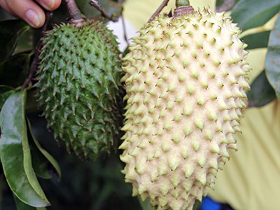 Trái "cầu vàng" chưng Tết ở miền Tây hút hàng