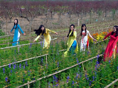 6 làng hoa Tết ba miền khoe sắc thu hút du khách