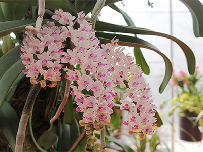 Lan rừng trả trăm triệu không bán ở Hà Nội