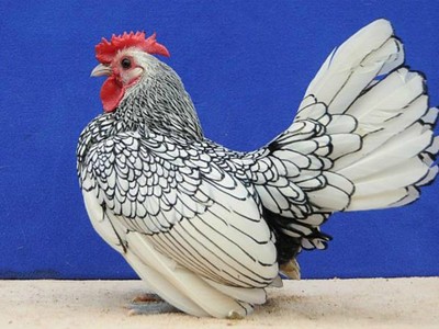 Những con gà kỳ lạ giá nghìn đôla ở Việt Nam