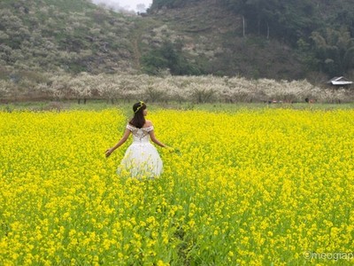 Những cung đường phía Bắc ngắm hoa xuân đẹp mê hồn