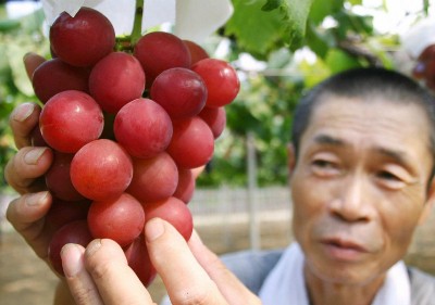 Nho hồng ngọc của nông dân Nhật Bản. Ảnh:CNN.