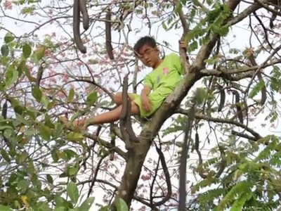 Trèo cây hái ô môi dại ở miền Tây