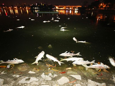 Cá chết la liệt trên mặt hồ Hoàng Cầu