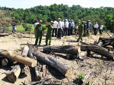 Chủ mưu vụ phá gần 61 ha rừng tại Bình Định là Giám đốc Công ty cổ phần Đầu tư và kinh doanh tổng hợp Thương Thảo.