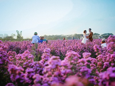 Cuối tuần dạo chơi thảo nguyên hoa bạt ngàn giữa lòng Hà Nội