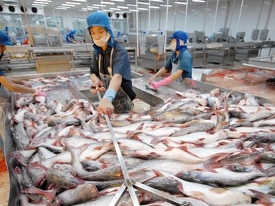 Nhu cầu tăng cao khiến cá tra nguyên liệu tăng giá mạnh.