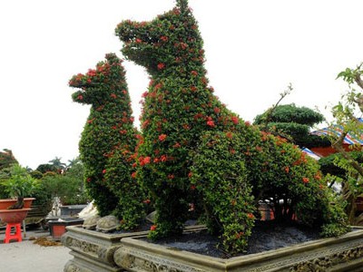 Những cây cảnh tiền tỷ cho Tết Mậu Tuất