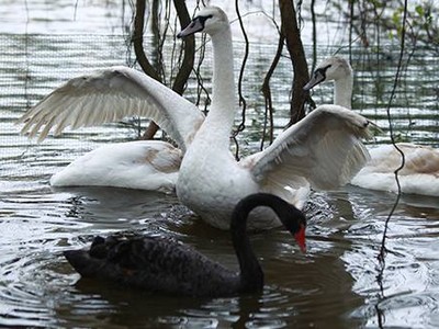 Thiên nga ở hồ Gươm được bắt đi trong đêm