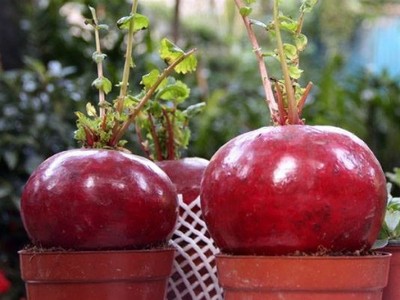 Nông sản độc đáo vào chậu cảnh chưng Tết