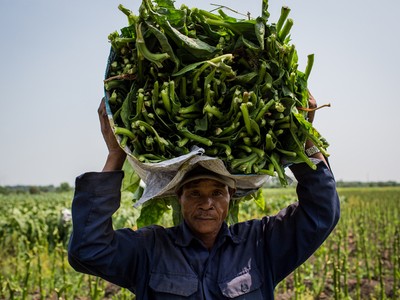 Cánh đồng thuốc lào lớn nhất Sài Gòn vào mùa thu hoạch