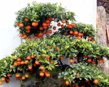 Gần 900 triệu đồng một cây hồng đá cổ thụ chơi Tết