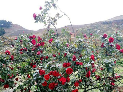 Những gốc hoa hồng cổ siêu đắt đỏ của đại gia Việt