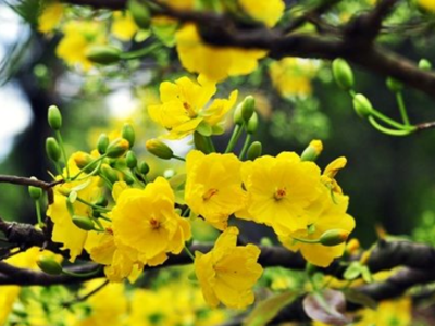 Mai cổ thụ chơi Tết được đặt thuê sớm