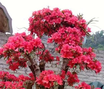 Cây đỗ quyên cổ thụ 300 năm tuổi nở hoa vào năm ngoái. Ảnh: NVCC.
