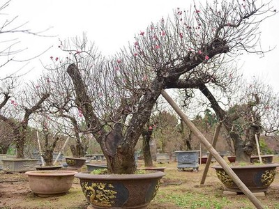 Đào cổ thụ Nhật Tân giá hàng trăm triệu của đại gia chơi Tết