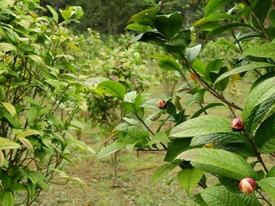 Trồng trà hoa vàng thu tiền tỷ mỗi năm ở Quảng Ninh