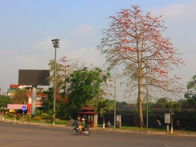 Mùa hoa gạo nở rộ vào tháng 3 ở xứ Huế