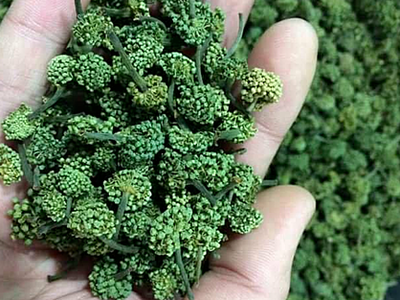 Nụ hoa tam thất được sấy khô để uống.