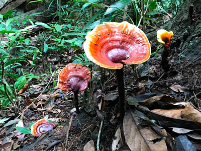 Nấm lim xanh mọc từ thân cây gỗ lim. Ảnh:NVCC.