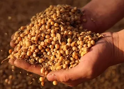 Sản phẩm đậu nành của Mỹ. Ảnh: Reuters.