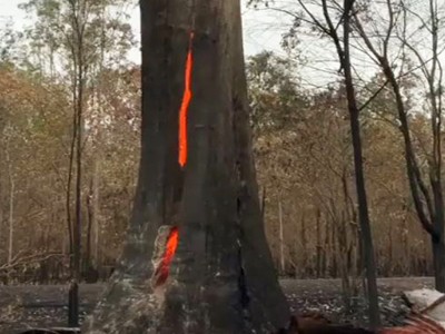 Thân cây lớn cháy rực từ bên trong