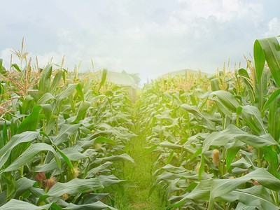 Tập đoàn PAN (PAN): Tổng giám đốc đã bán gần 1,8 triệu cổ phiếu