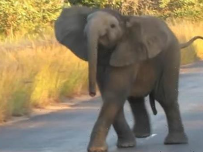 Voi con biểu diễn tiết mục nhảy múa "cực sung" dành tặng du khách