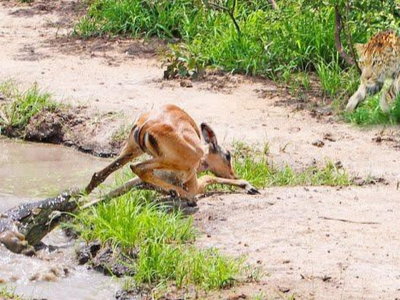 Chú linh dương đen đủi, chiến thắng oanh liệt trước cá sấu để rồi làm miếng mồi ngon cho báo