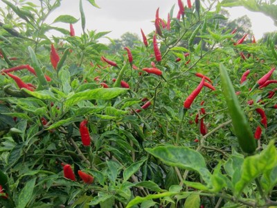 Bộ Công Thương: Thông tin Trung Quốc cấm nhập khẩu ớt từ Việt Nam là không chính xác