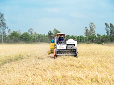 Sau lãi kỷ lục quý II/2023, Lộc Trời (LTG) dự kiến phát hành hơn 20 triệu cổ phiếu trả cổ tức 25%