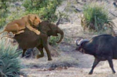 Không nề hà nguy hiểm, bầy trâu rừng tấn công đàn sư tử để giải cứu tính mạng của chú voi con 