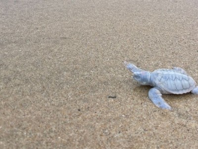 Six Senses Côn Đảo đón chào một cá thể rùa biển bạch tạng quý hiếm