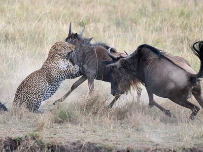 Linh dương đầu bò húc văng báo hoa mai để bảo vệ con