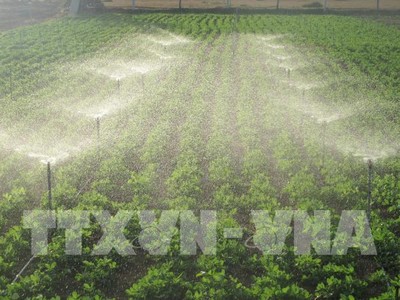 Mô hình tưới nước tiết kiệm cho cây đậu phộng ứng phó hiệu quả với khô hạn ở Ninh Thuận. Ảnh: Nguyễn Thành\TTXVN