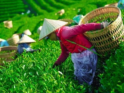 Giải phóng gần 500 container chè Việt Nam kẹt tại cảng Karachi, Pakistan