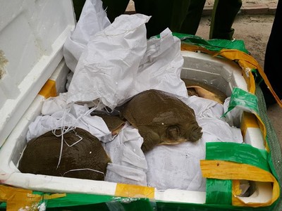 Tang vật bị thu giữ