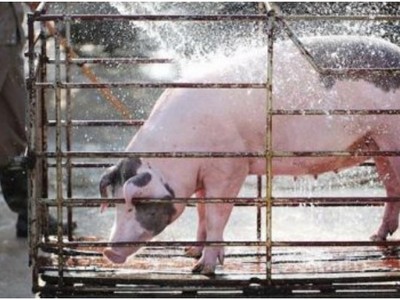 Nhân viên CP Việt Nam kênh giá thịt heo chiếm đoạt 3,6 tỷ đồng