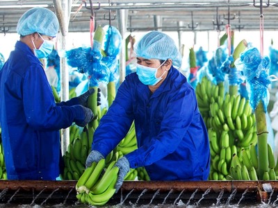 Nông nghiệp Quốc tế Hoàng Anh Gia Lai (HNG) tiếp tục đặt kế hoạch không chia cổ tức năm 2020