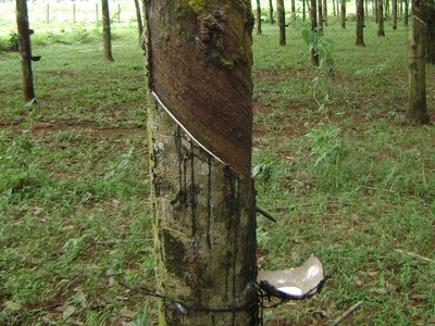 Cao su Tây Ninh (TRC) chốt cổ tức 300 đồng còn lại của năm 2019