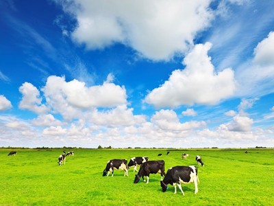 F&N Dairy Investments Pte.LTD tiếp tục đăng ký mua vào hơn 17,4 triệu cổ phiếu Vinamilk