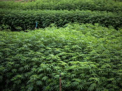 Thái Lan mở rộng lĩnh vực cần sa y tế để hỗ trợ tăng trưởng kinh tế